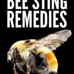 Bee Sting Remedy