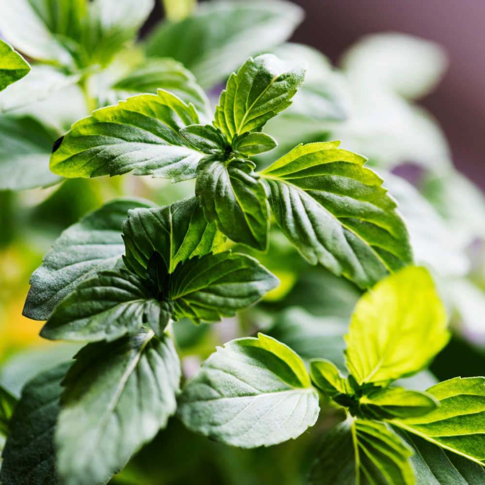 Best Herbs To Repel Mosquitos