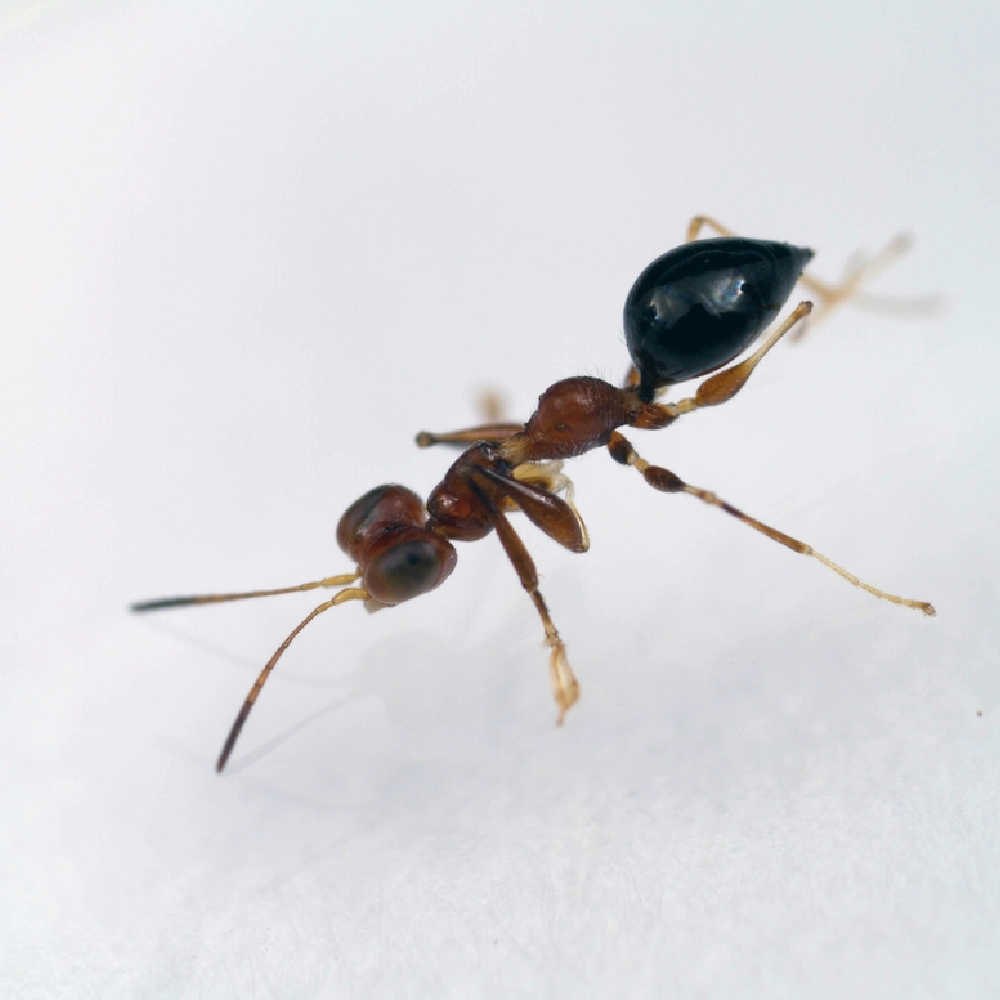 Can Borax Kill Ants