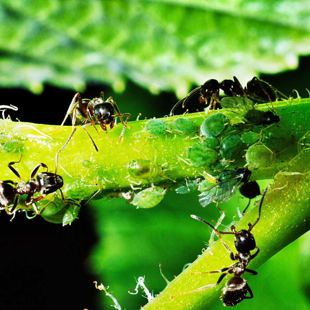 Controlling Ants In The Garden - Aphids