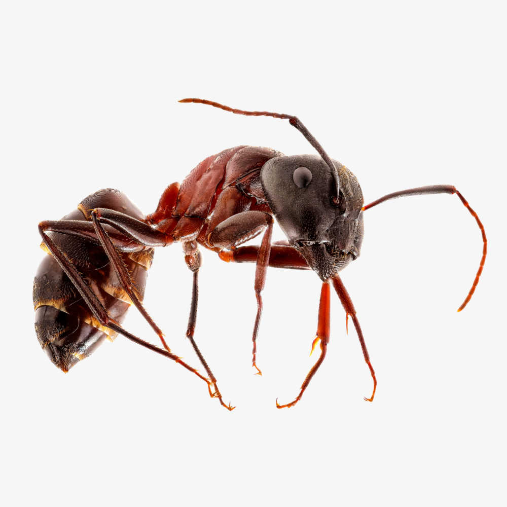 Get Rid Of Ants Naturally - Dispose Of Dead Ants