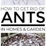 How To Get Rid Of Ants In Your Home And Garden
