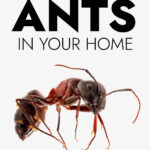 How To Get Rid Of Ants In Your Home