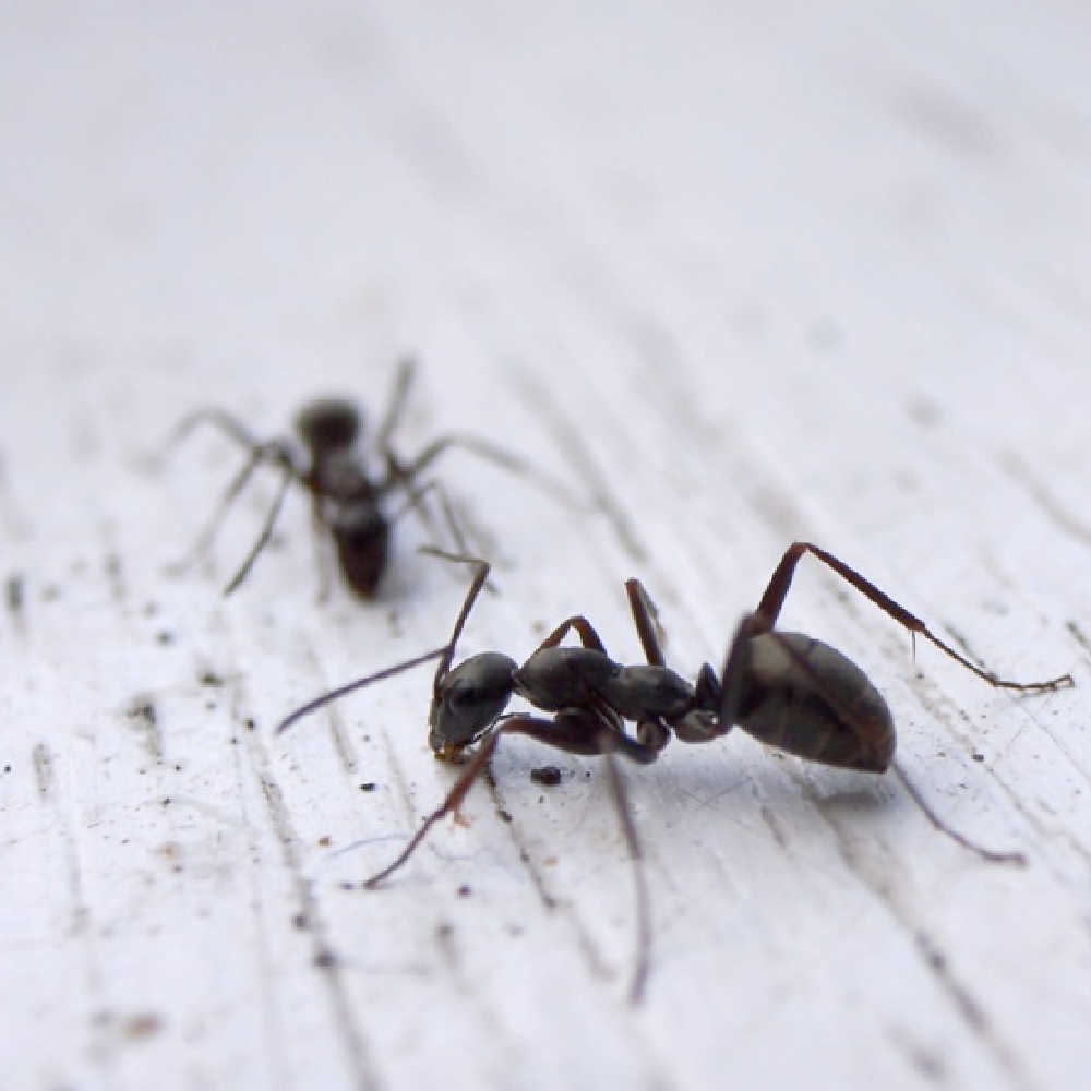 How To Get Rid Of Ants In Your Home Naturally