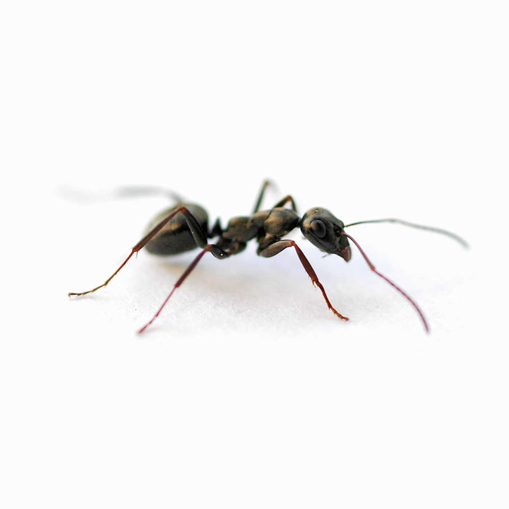 How To Get Rid Of Ants In Your House Naturally