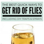 How To Get Rid Of Flies Outside And In House