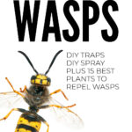 How To Repel Wasps - Traps, Sprays & Best Plants