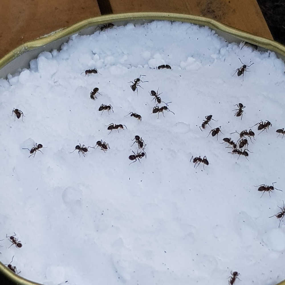 Natural DIY Ant Killer Recipes - Corn Starch