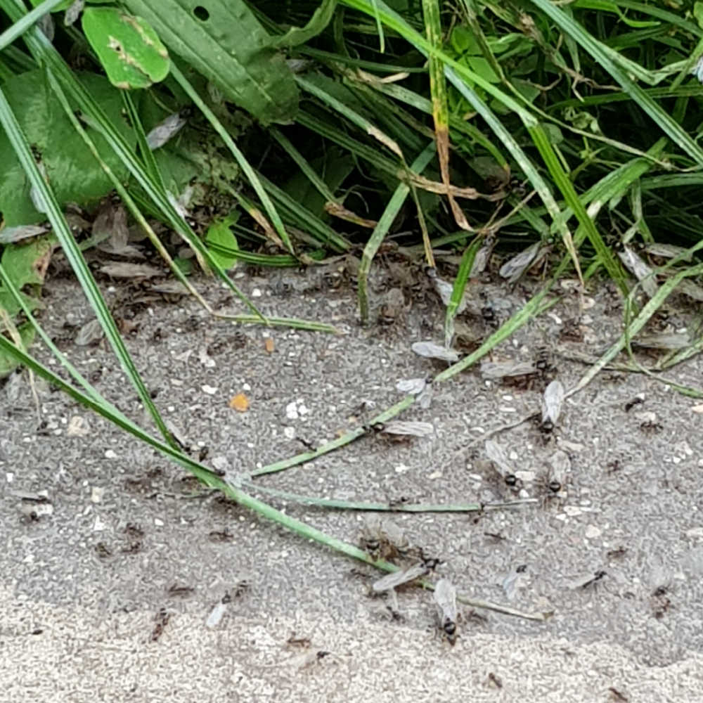 Natural DIY Ant Killer Recipes To Destroy Nests