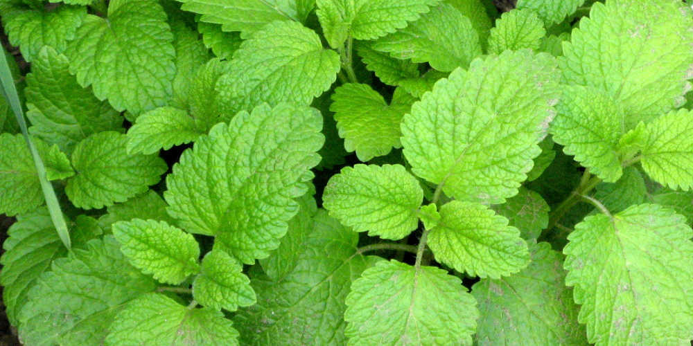 What Helps With Mosquito Bites - Lemon Balm