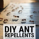 Ants crawling over a doorstep