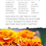Picture of marigold with text listing the best natural mosquito repellents