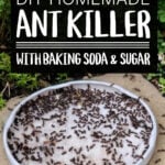 DIY ant killer trap in garden