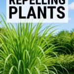 Large pot of citronella on a patio