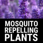 Lavender plants close up