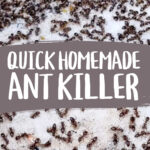 Homemade ant killer with ants in a jar lid