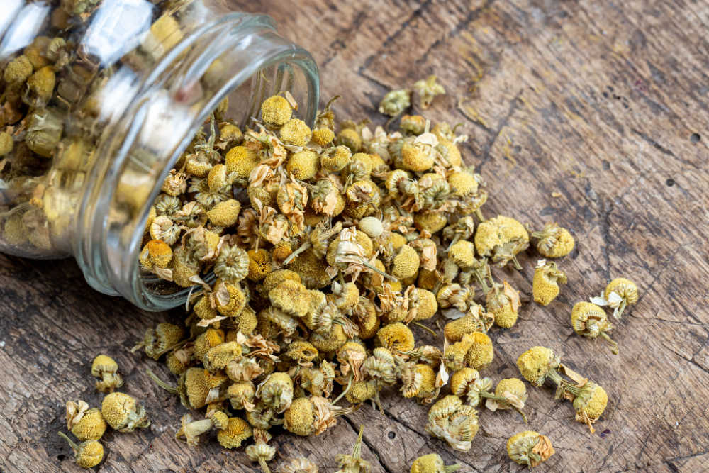 Chamomile As A Natural Antibiotic