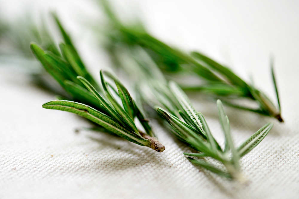 Rosemary Is A Natural Antibiotic