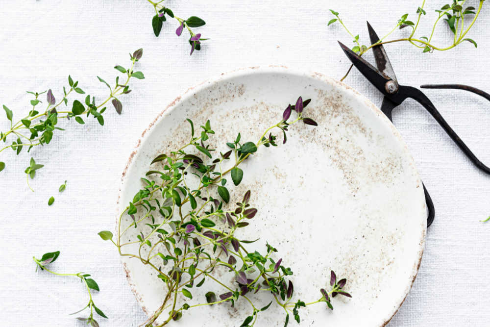 Thyme As A Natural Antibiotic
