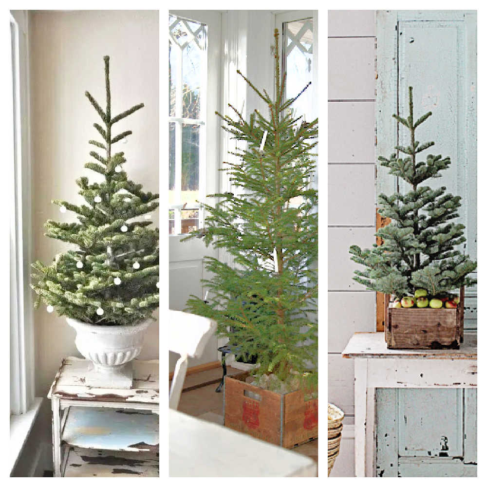 Zero Waste Christmas Trees