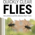 Cluster flies on window frame