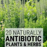 Naturally Antibiotic Herbs & Plants