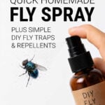 Bluebottle fly and bottle of DIY fly spray