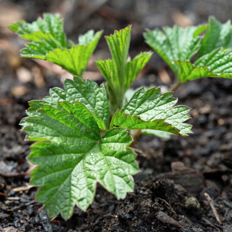 How To Grow Raspberries In A Small Space