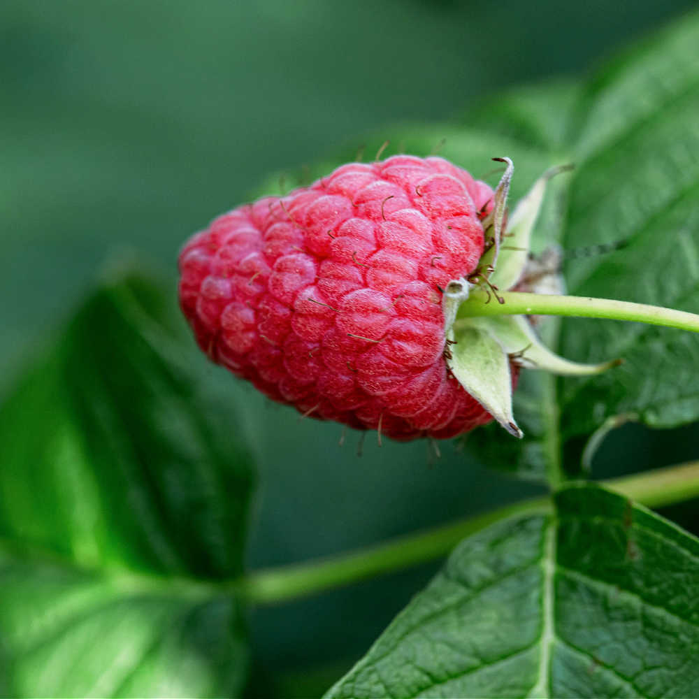 Growing Raspberries In Pots And Containers