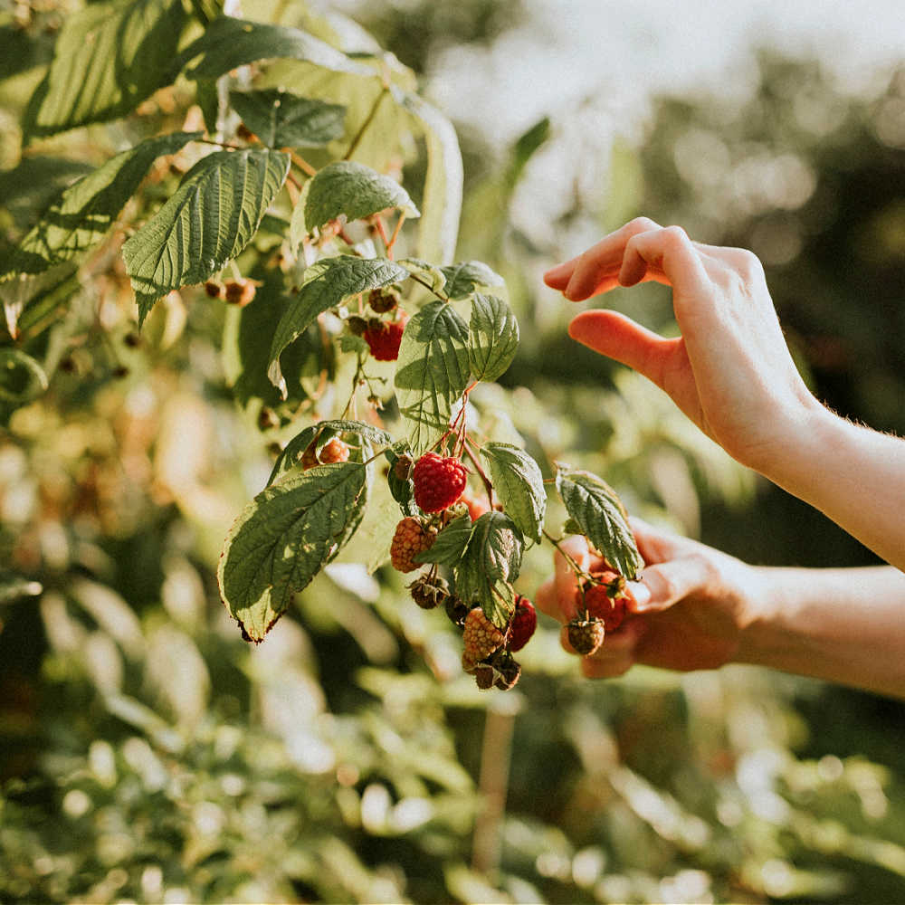How To Harvest Raspberries