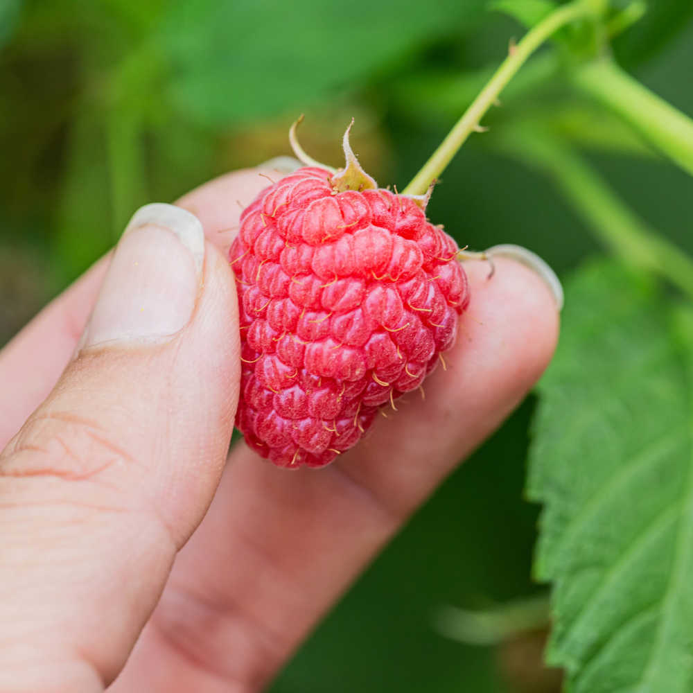 Raspberry Plant Care Basics