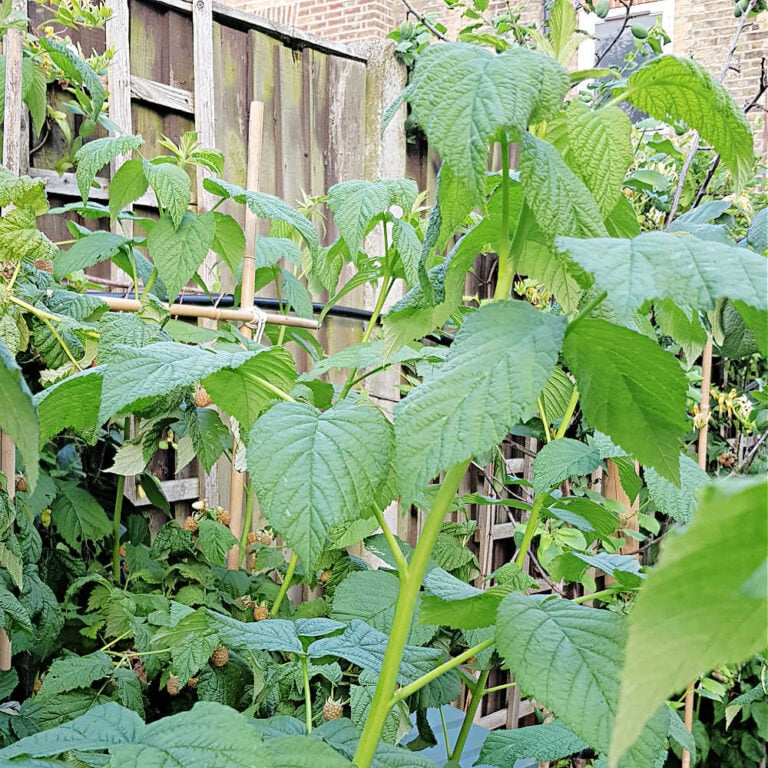 How To Grow Raspberries In A Small Space