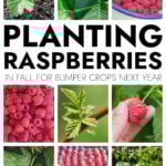Collage of raspberry fruit and plants