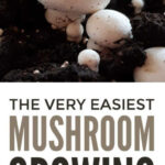 Easy Mushroom Growing For Beginners