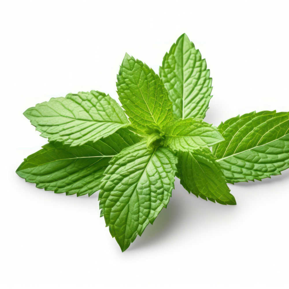 Herbal Teas Relieve Pregnancy Nausea