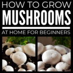 How To Grow Mushrooms At Home For Beginners