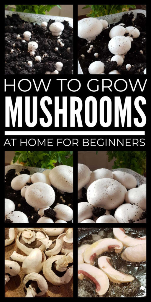 How To Grow Mushrooms At Home For Beginners