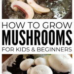 How To Grow Mushrooms For Beginners And Kids