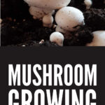 Growing Mushrooms At Home
