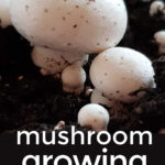 Mushroom Growing At Home Indoors