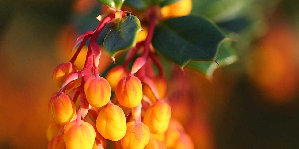 Plants To Keep Cats Out Of Gardens - Berberis