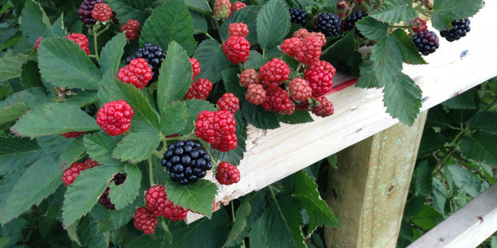 Plants To Keep Cats Out Of Gardens - Blackberries