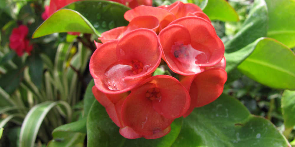 Plants To Keep Cats Out Of Gardens - Euphorbia Crown Of Thorns