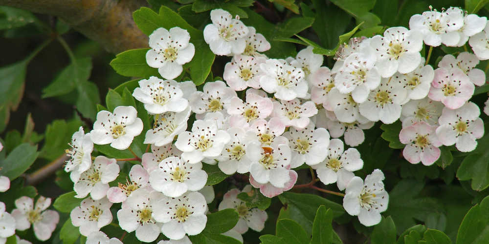 Plants To Keep Cats Out Of Gardens - Hawthorn