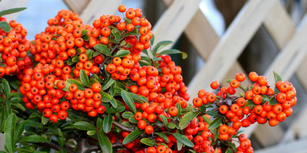 Plants To Keep Cats Out Of Gardens - Pyracantha
