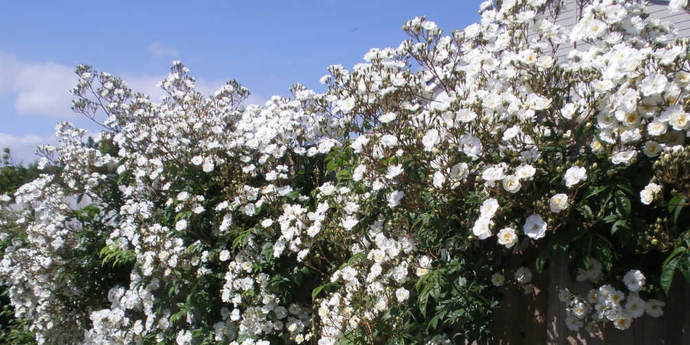 Plants To Keep Cats Out Of Gardens - Rambling Roses