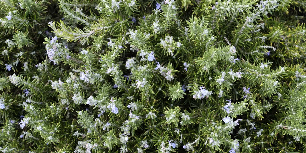Plants To Keep Cats Out Of Gardens - Rosemary