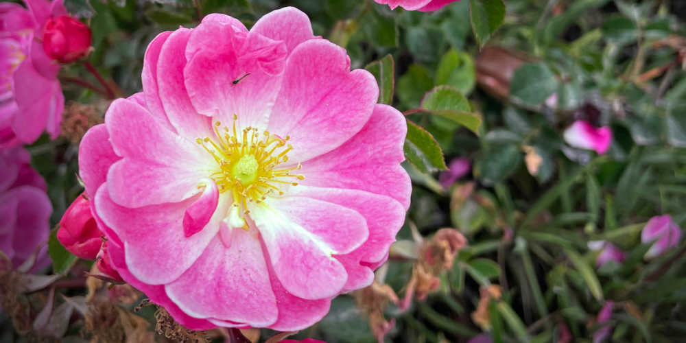 Plants To Keep Cats Out Of Gardens - Wild Roses