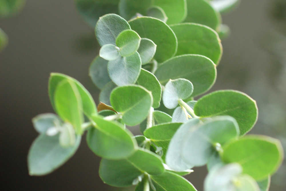 Wasp Repellent Plants - Eucalyptus