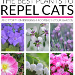 Cat Repellent Plants That Cats Hate